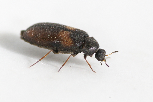 Undertaker Carpet Beetle photo 2