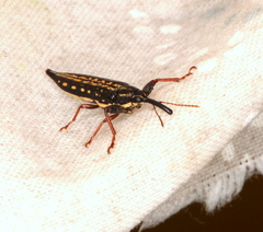 Rhinotia lineata