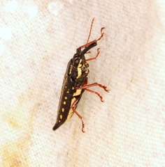 Rhinotia lineata