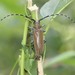 Mulberry Longhorn Beetle - Photo (c) Les Day, some rights reserved (CC BY-NC), uploaded by Les Day