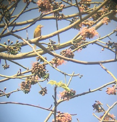 Piranga rubra