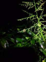 Mormidea triangularis