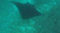 Mobula alfredi