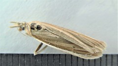 Pima albiplagiatella
