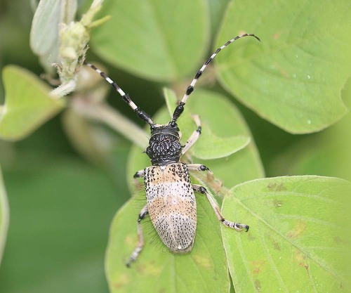 Arctolamia villosa
