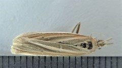Pima albiplagiatella