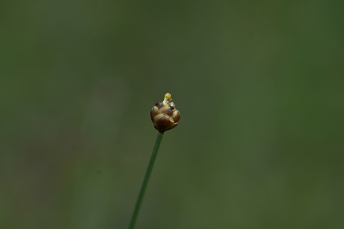 Xyris formosana (Xyris formosana)