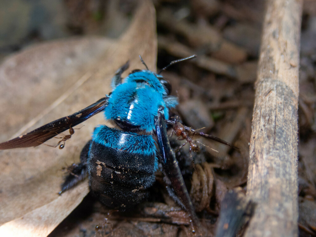 Xylocopa tumida