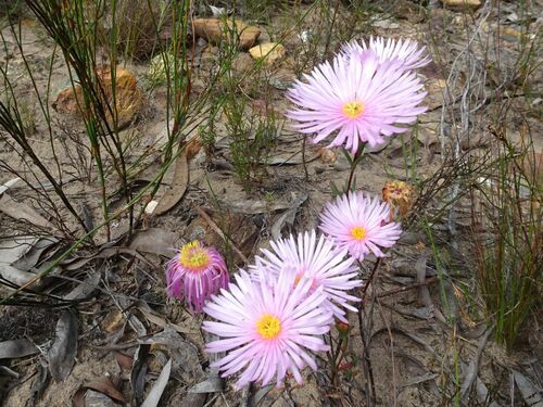 Image of Lampranthus Amabilis (Lampranthus amabilis) by (c) Thomas Koffel, some rights reserved (CC BY)