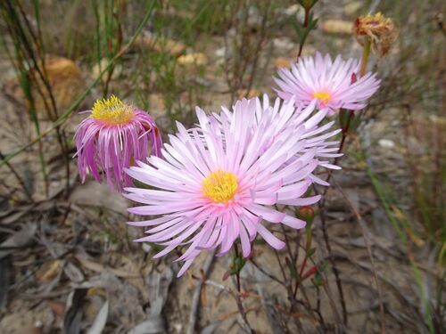 Image of Lampranthus Amabilis (Lampranthus amabilis) by (c) Thomas Koffel, some rights reserved (CC BY)
