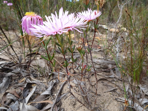 Image of Lampranthus Amabilis (Lampranthus amabilis) by (c) Thomas Koffel, some rights reserved (CC BY)