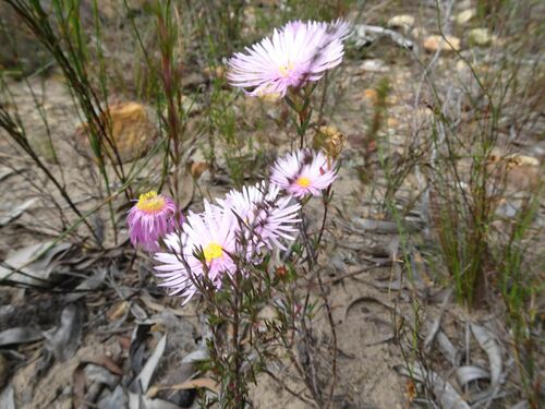 Image of Lampranthus Amabilis (Lampranthus amabilis) by (c) Thomas Koffel, some rights reserved (CC BY)