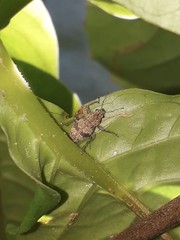 Pantomorus postfasciatus