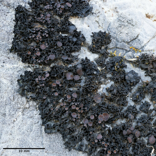 koléma mnohoplodá (Enchylium polycarpon)
