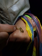 Pristimantis trachyblepharis