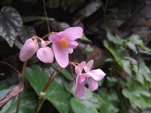 Begonia austrotaiwanensis (Begonia austrotaiwanensis)