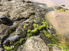 Ulva californica