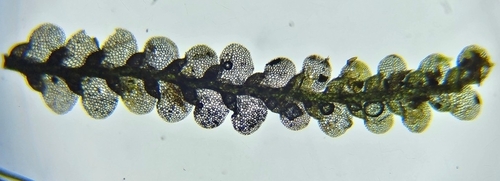 Image of Lejeunea patens by (c) Helen Waterman, some rights reserved (CC BY)