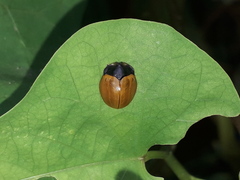 Chelymorpha cribraria