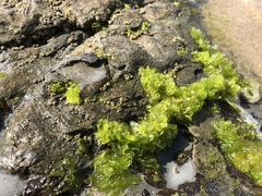 Ulva californica
