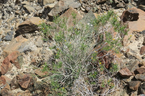 Pulicaria glutinosa, photograph 5