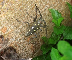 Batocera rubus