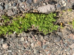 Loeflingia squarrosa