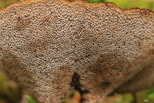 Brown Funnel Polypore