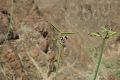 Periploca aphylla