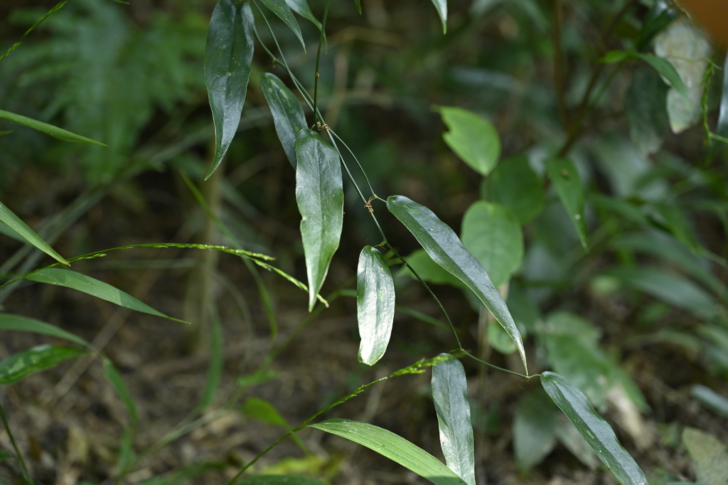 Smilax luei