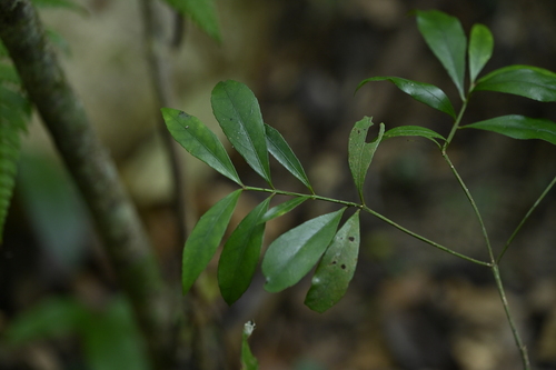 Euonymus tashiroi iNat (2)