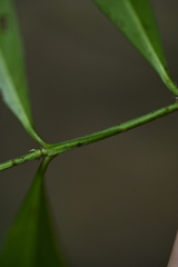 Euonymus tashiroi, photograph (c) 曾昱承 Yu-Cheng Zeng, some rights reserved (CC BY)