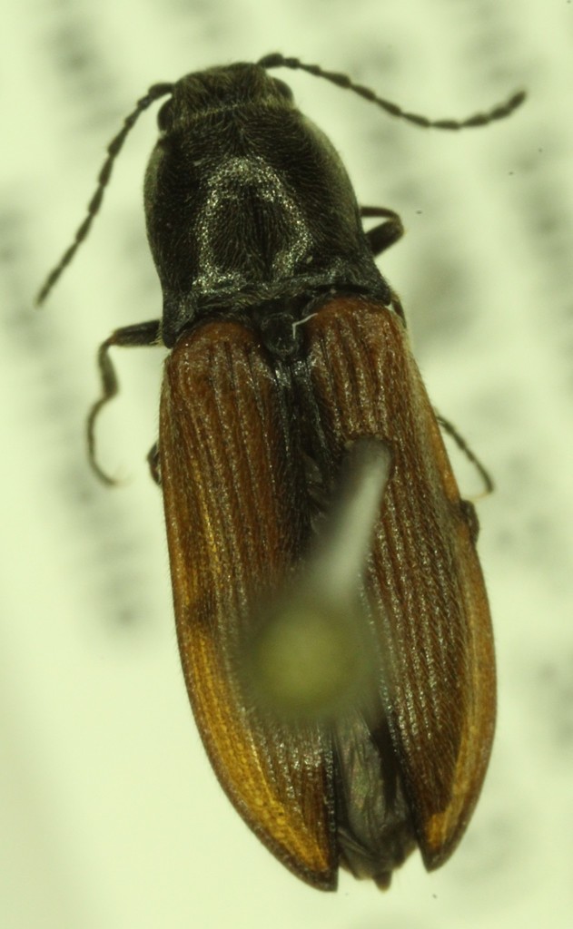 Ochre Click Beetle