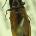Ochre Click Beetle - Photo (c) Scott Gilmore, some rights reserved (CC BY-NC), uploaded by Scott Gilmore