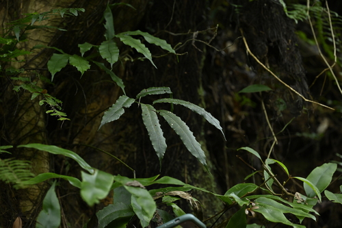 Angiopteris somae (Angiopteris somae)