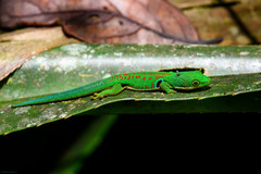 Phelsuma quadriocellata