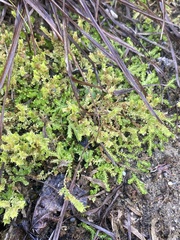Selaginella eclipes image
