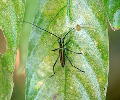 Chloridolum thomsoni