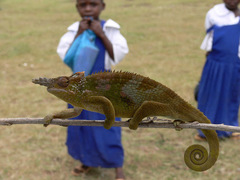 Kinyongia multituberculata