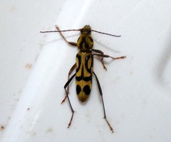 Chlorophorus annularis