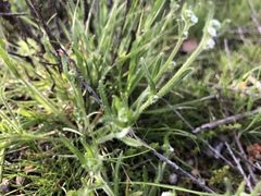 Plagiobothrys collinus