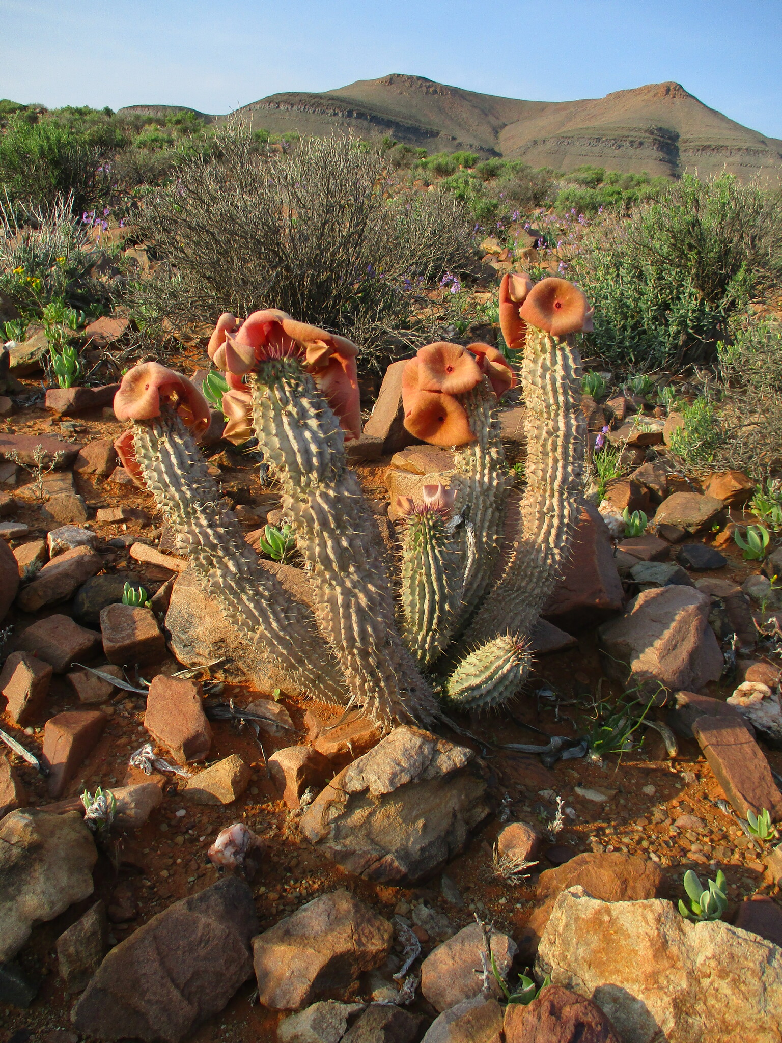 Trichocaulon pillansii