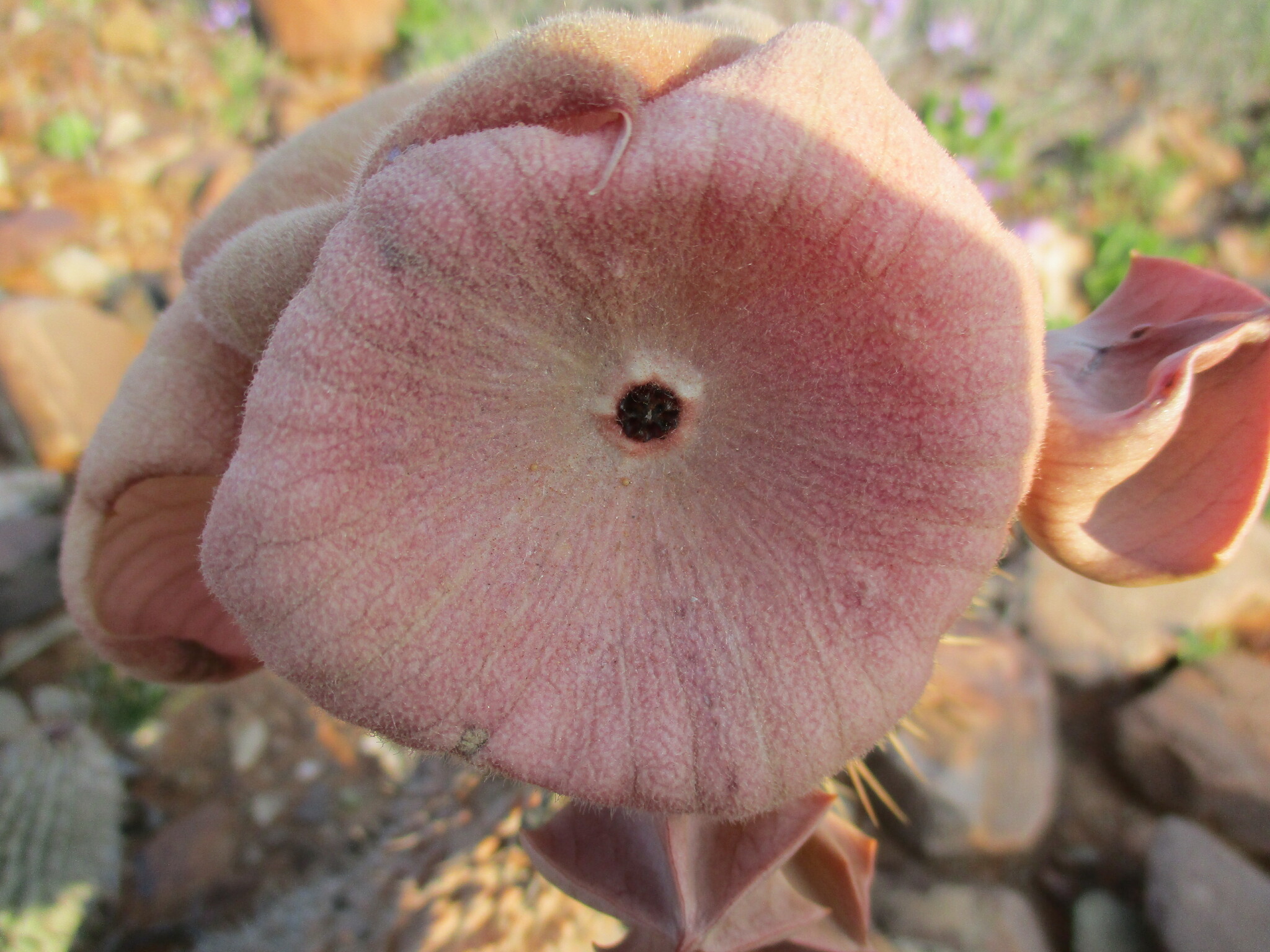Trichocaulon pillansii 2