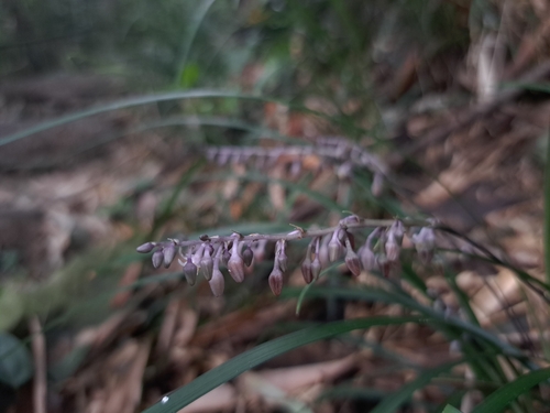 Ophiopogon reversus, photograph 5