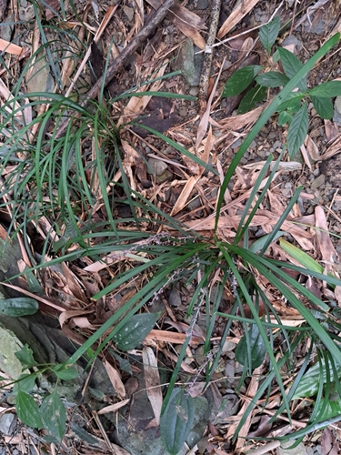 Ophiopogon reversus, photograph 6