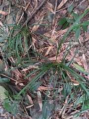 Ophiopogon reversus, photograph (c) vrxz, some rights reserved (CC BY-SA)