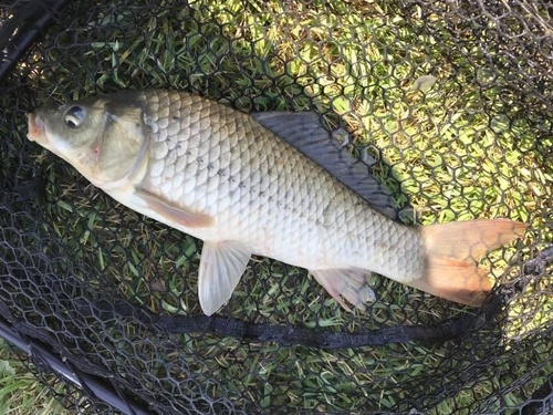 European Carp × Goldfish