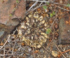 Eriosyce heinrichiana
