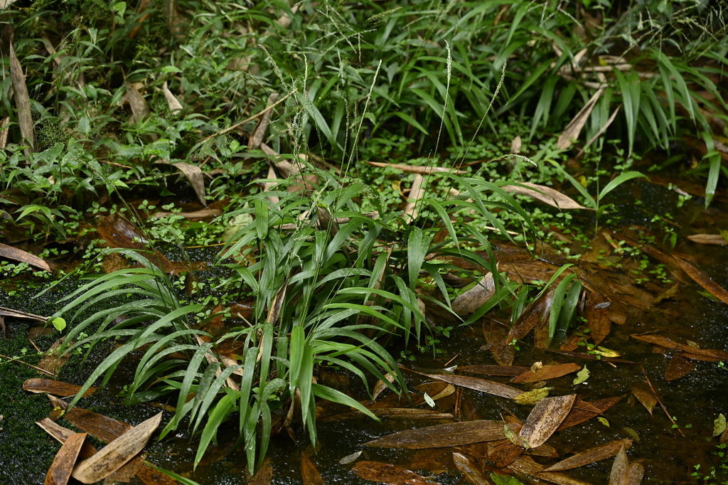 Chikusichloa mutica