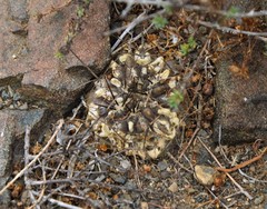 Eriosyce heinrichiana